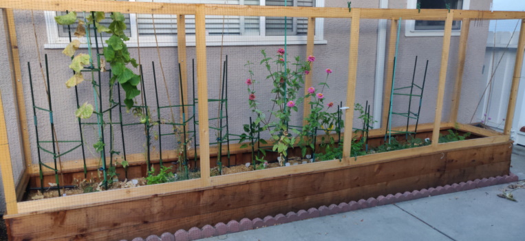 The veggie garden after the first season